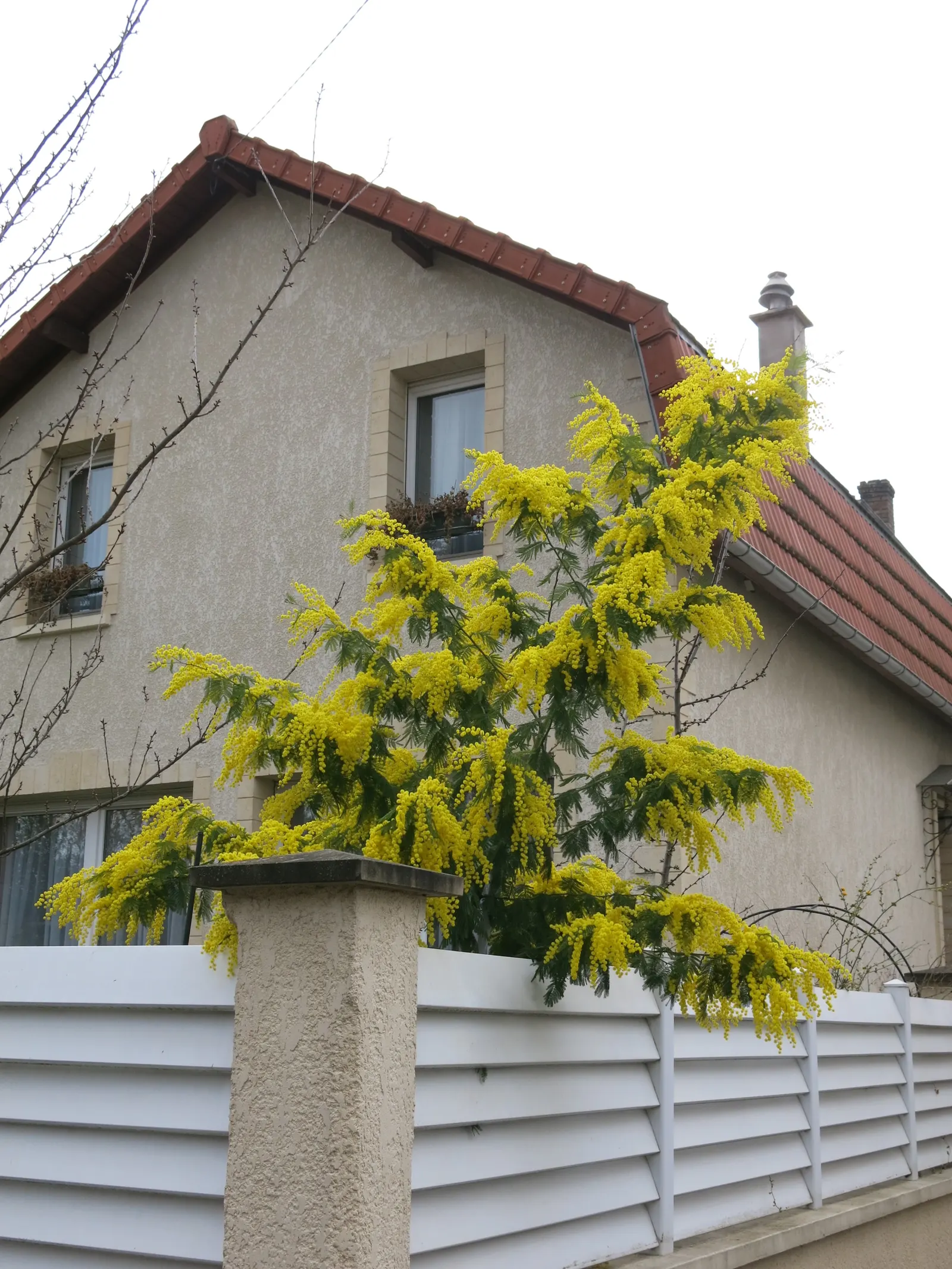 Silver Wattle (Acacia Dealbata) — For maximum vitality, it should receive moderate watering, mainly during dry periods; expect a magnificent, image 92