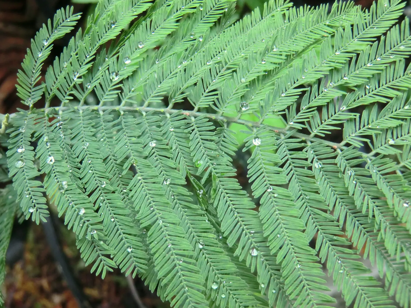 Silver Wattle (Acacia Dealbata) — Its versatility in design ranges from focal point to windbreak or even as a component of a mixed screen; tree for, image 117