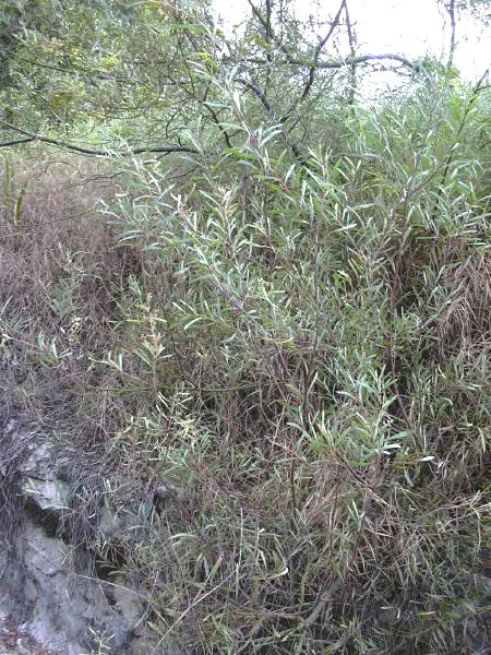 Silver Wattle (Acacia Dealbata) — each approximately 0.20 inches in diameter; its feathery, blue-green foliage and bright yellow, fragrant flowers, image 114