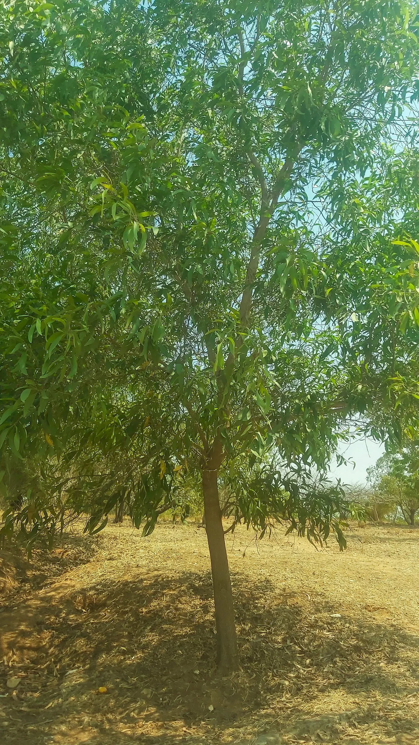 Silver Wattle (Acacia Dealbata) — scientifically referred to as Acacia dealbata; yellow flowers in the garden, image 79