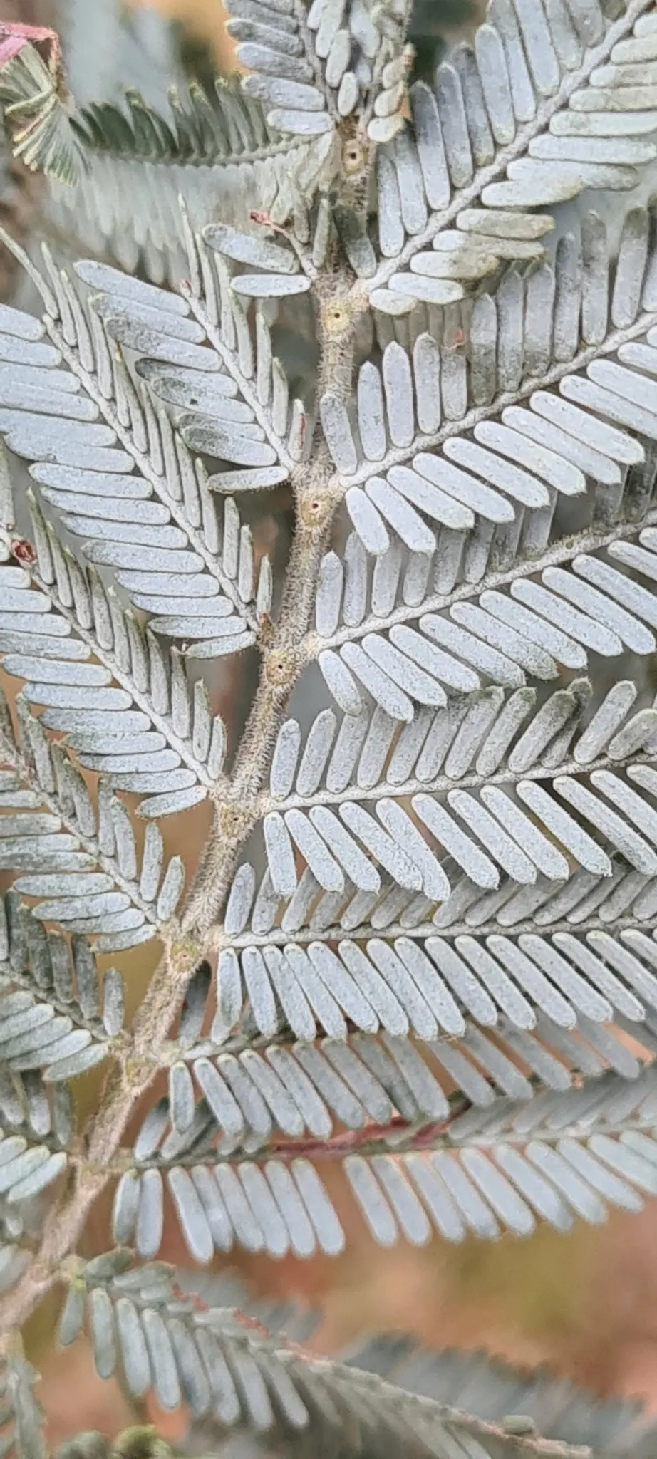 Silver Wattle (Acacia Dealbata) — yellow flowers in the garden; scientifically referred to as Acacia dealbata, image 118