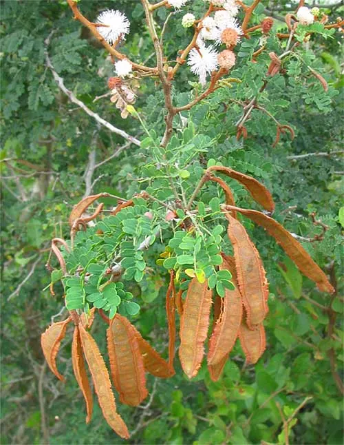 Silver Wattle (Acacia Dealbata) — with a canopy spread of 20 to 30 feet; in the late winter to early spring, image 85