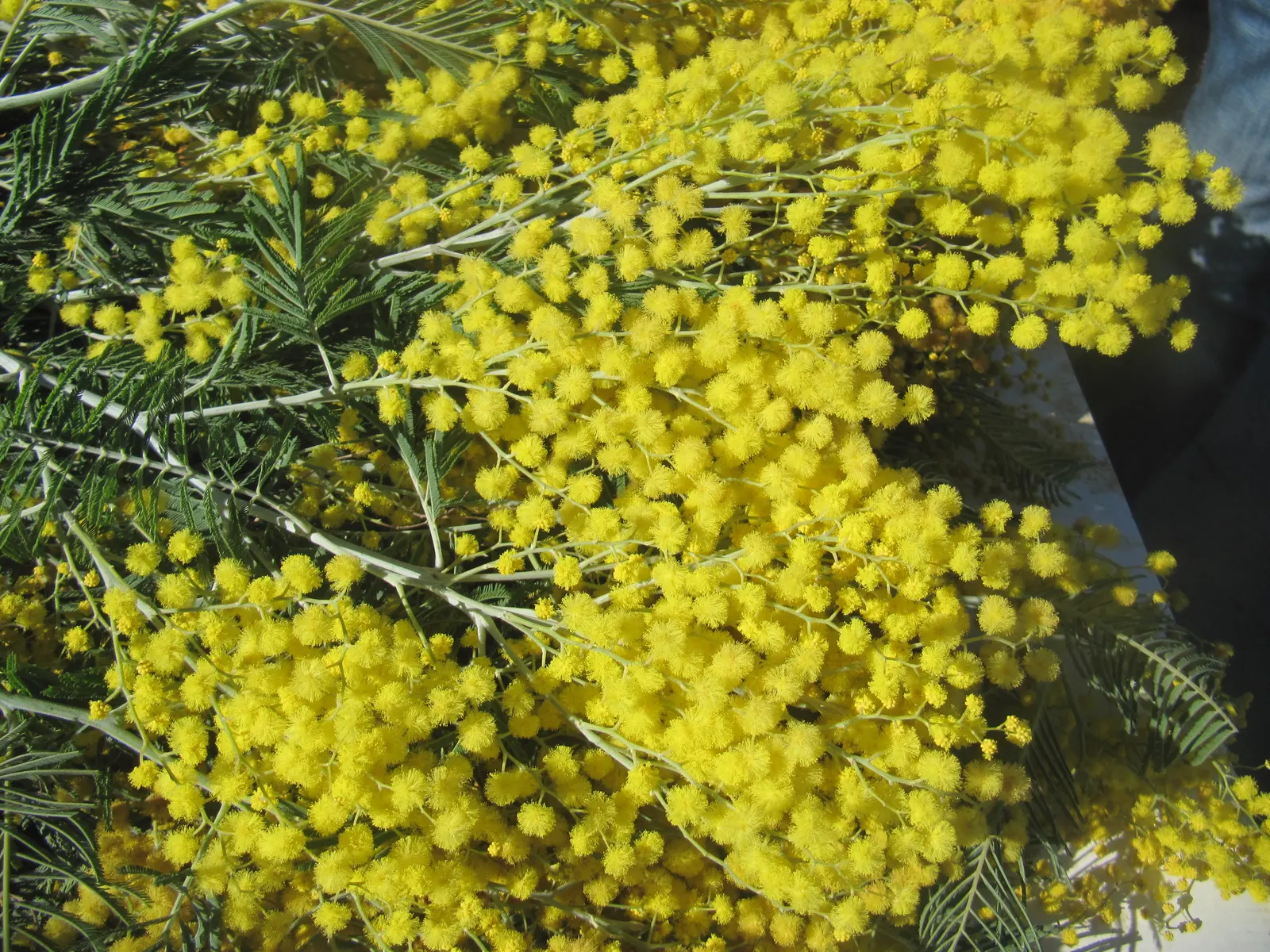 Silver Wattle (Acacia Dealbata) — For maximum vitality, it should receive moderate watering, mainly during dry periods; expect a magnificent, image 116
