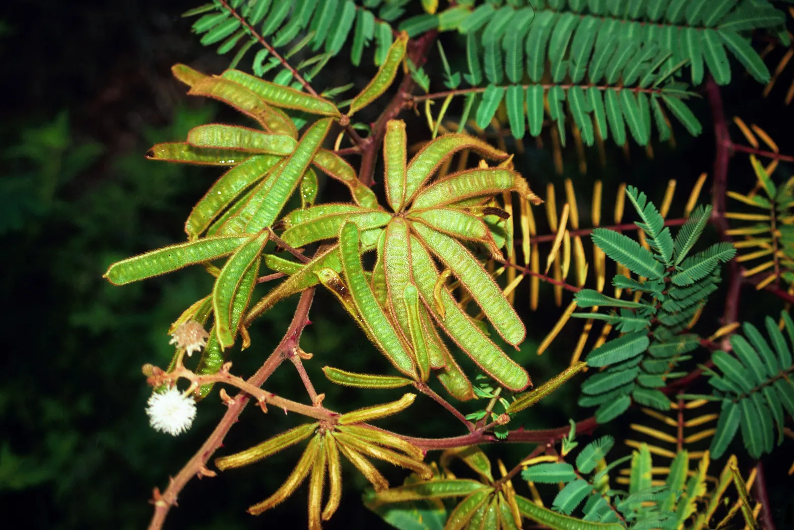 Silver Wattle (Acacia Dealbata) — The tree typically reaches a mature height ranging from 20 to 50 feet; native to southeastern Australia, image 84