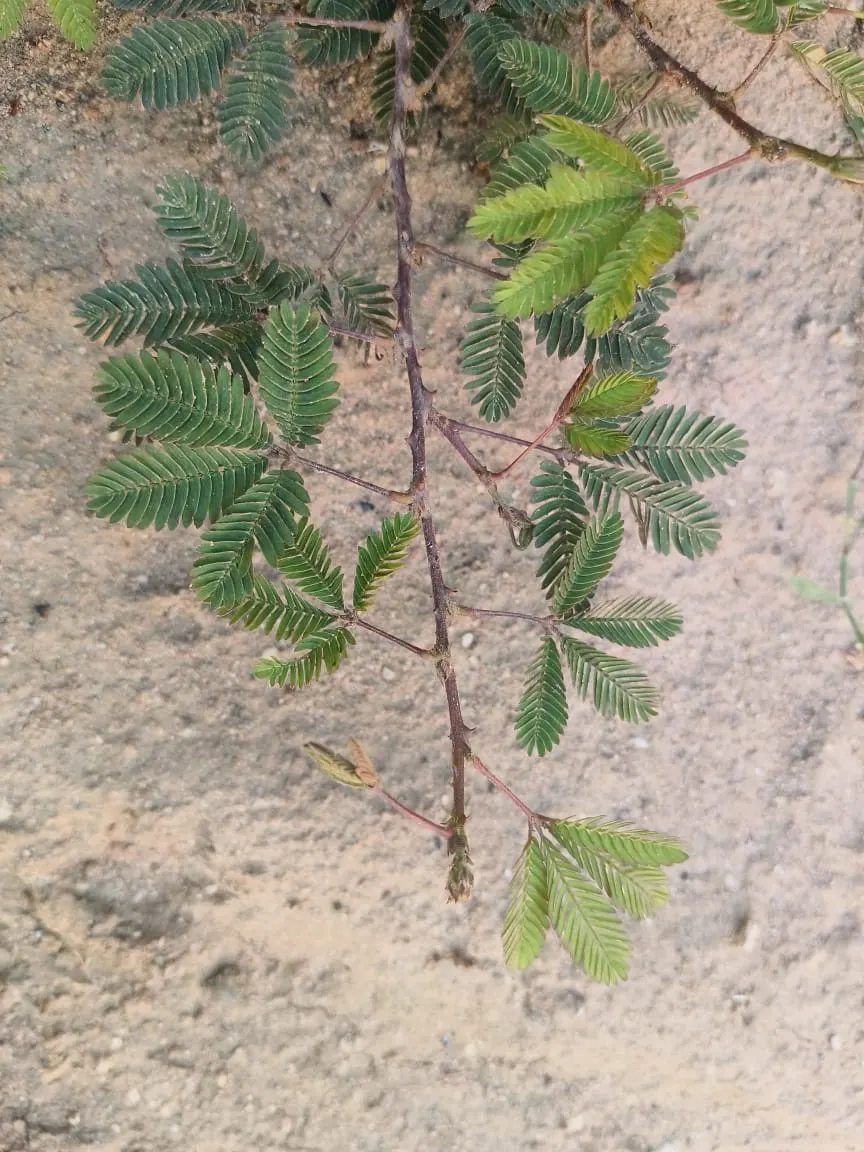 Silver Wattle (Acacia Dealbata) — providing a generous area of dappled shade.<br><br>Distinguished by its feathery; tree with yellow blooms, image 86