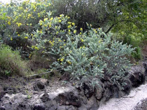 Silver Wattle (Acacia Dealbata) — tree for full; its versatility in design ranges from focal point to windbreak or even as a component of a mixed screen