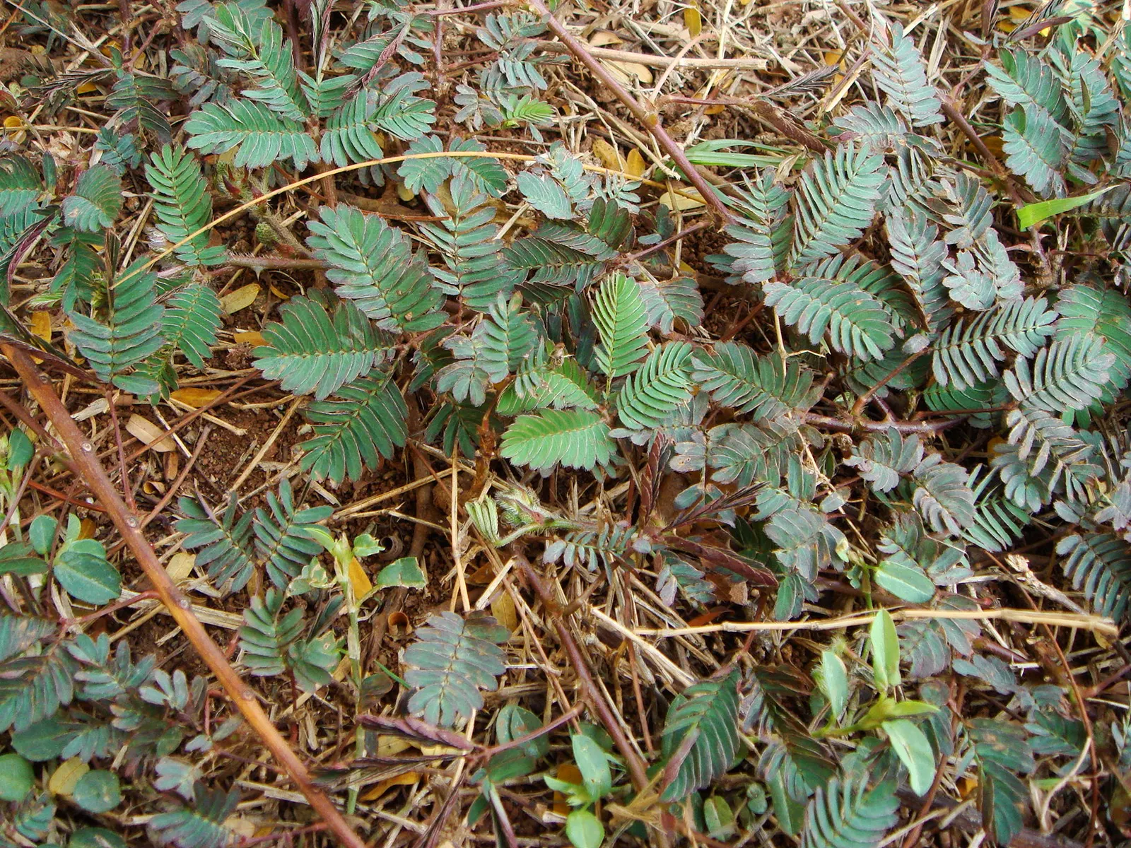 Silver Wattle (Acacia Dealbata) — each approximately 0.20 inches in diameter; its feathery, blue-green foliage and bright yellow, fragrant flowers, image 90