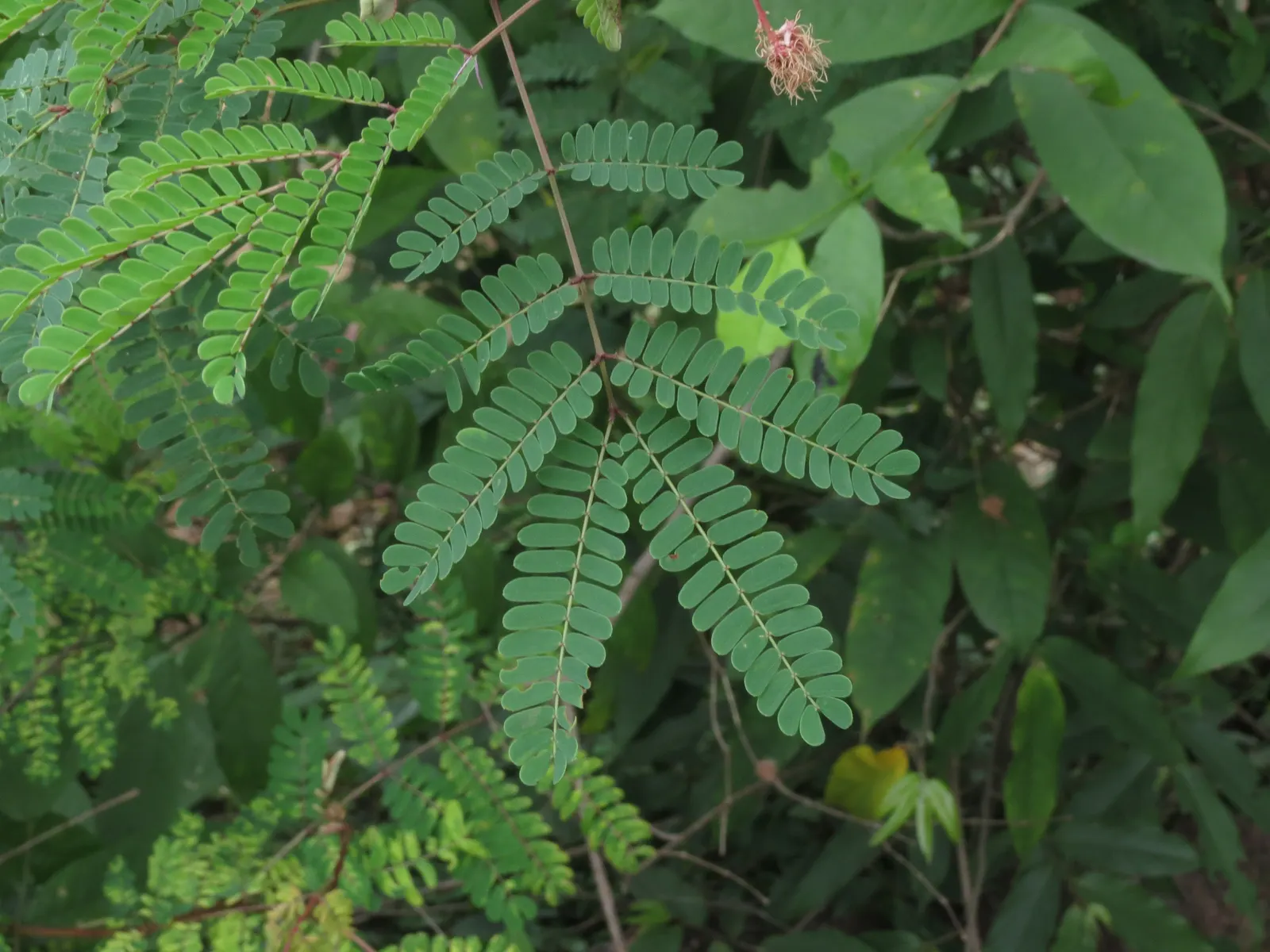 Silver Wattle (Acacia Dealbata) — Its feathery, blue-green foliage and bright yellow, fragrant flowers enliven gardens in USDA zones 8-11; each, image 51