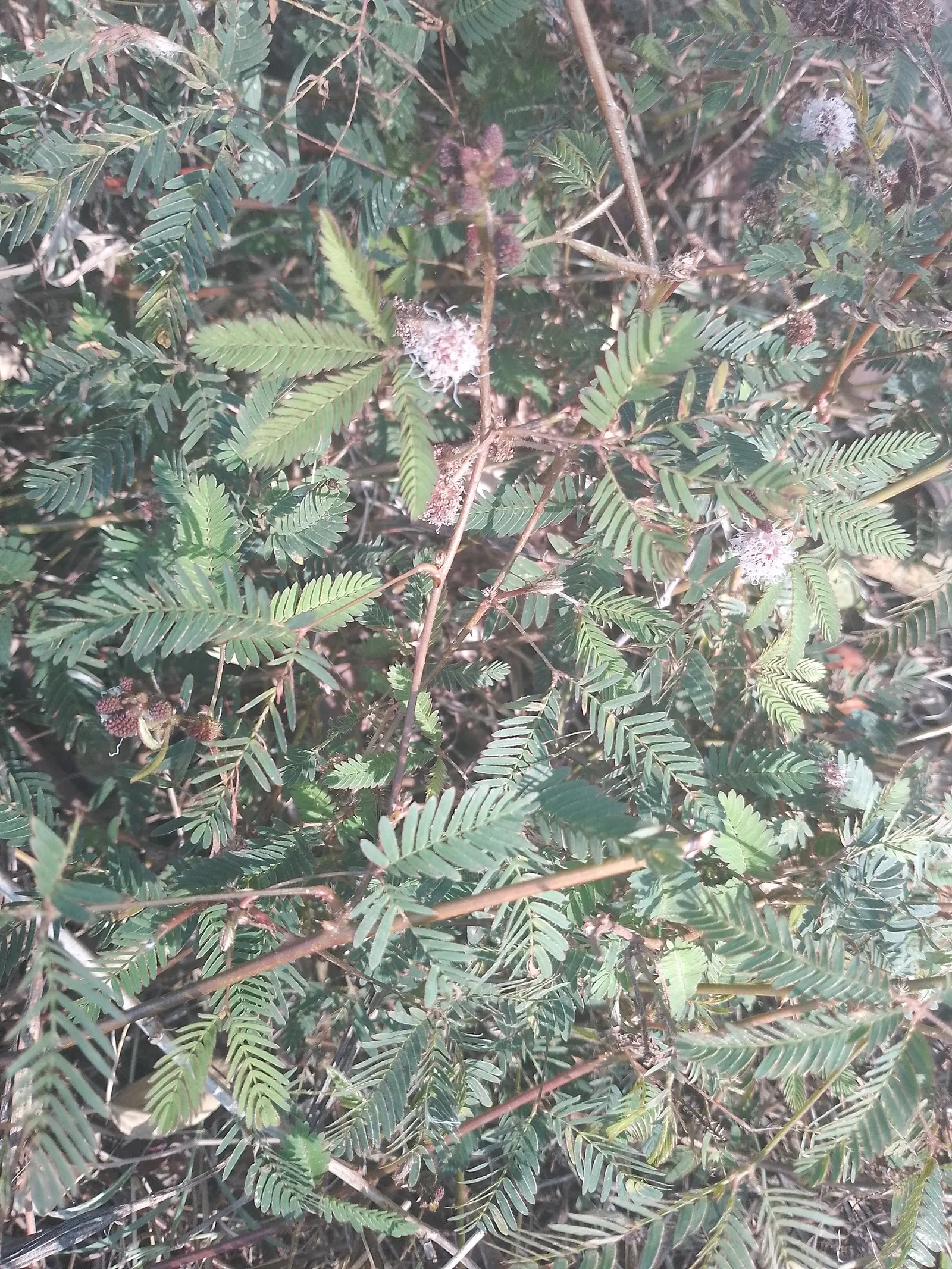 Silver Wattle (Acacia Dealbata) — is a striking evergreen tree hailing from the Fabaceae family; this tree's striking winter-to-spring blooms add warmth and