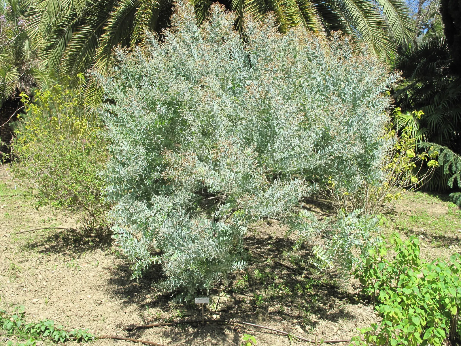 Silver Wattle (Acacia Dealbata) — In the late winter to early spring; with a canopy spread of 20 to 30 feet, image 112