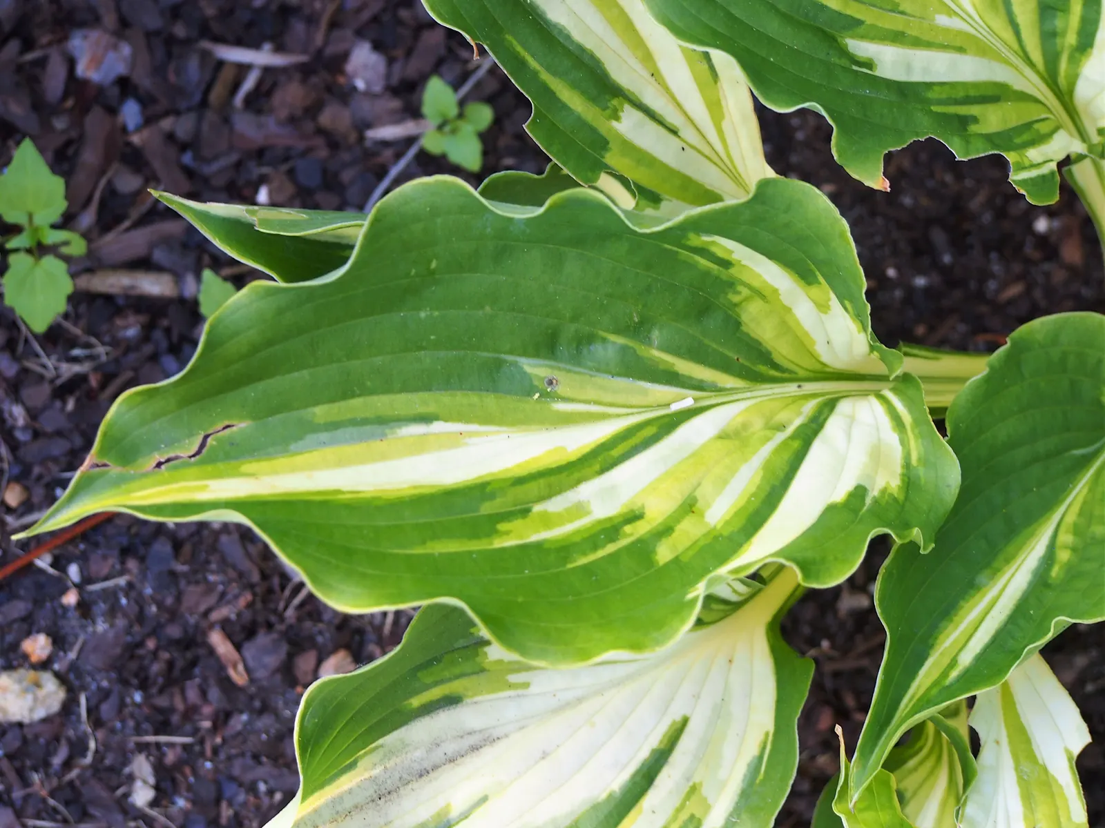 Lakeside Paisley Print Hosta (Hosta 'Lakeside Paisley Print') — features a striking variegated foliage with creamy centers and dark green margins