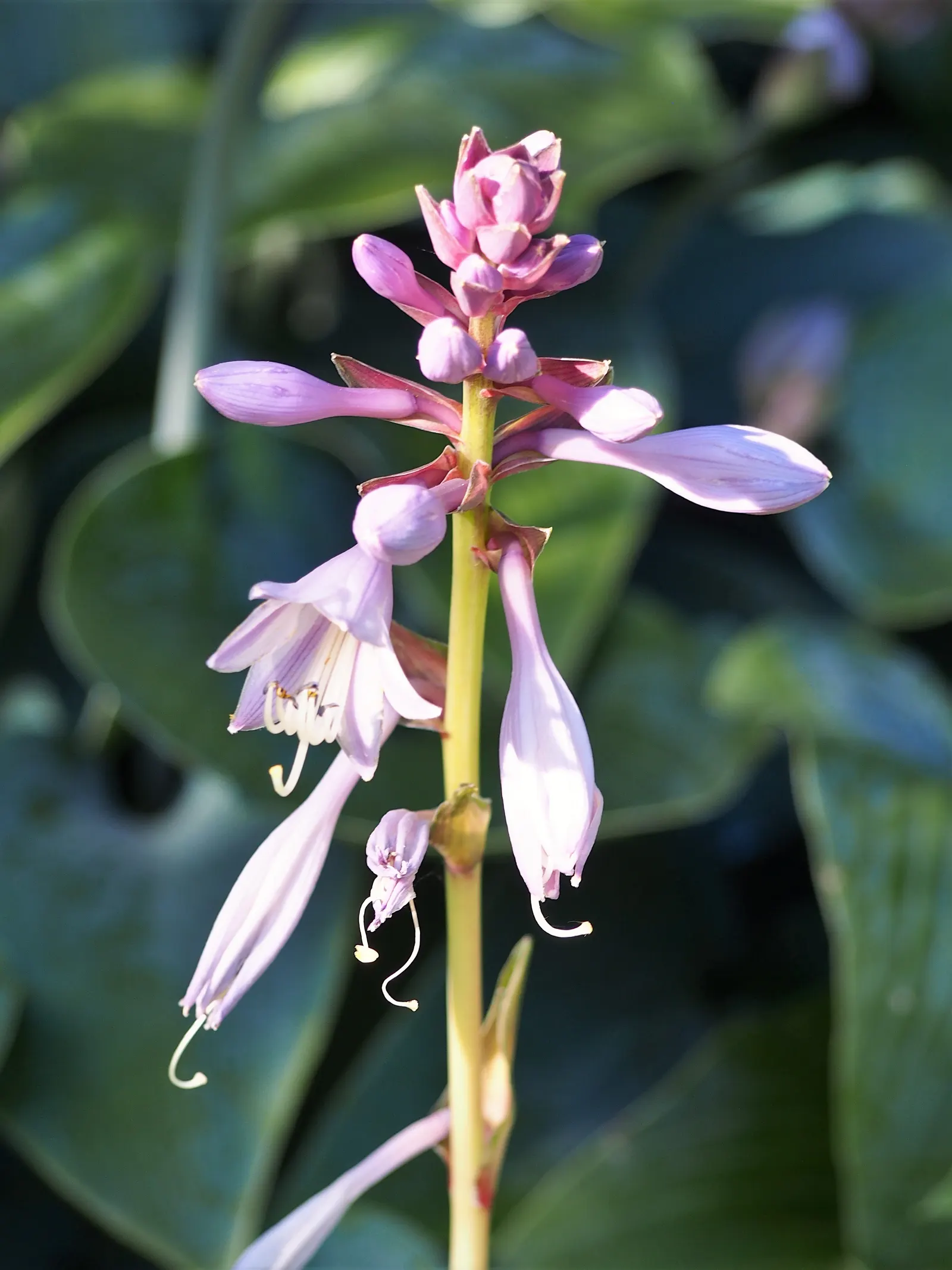 Lakeside Paisley Print Hosta (Hosta 'Lakeside Paisley Print') — The Great Expectations Hosta