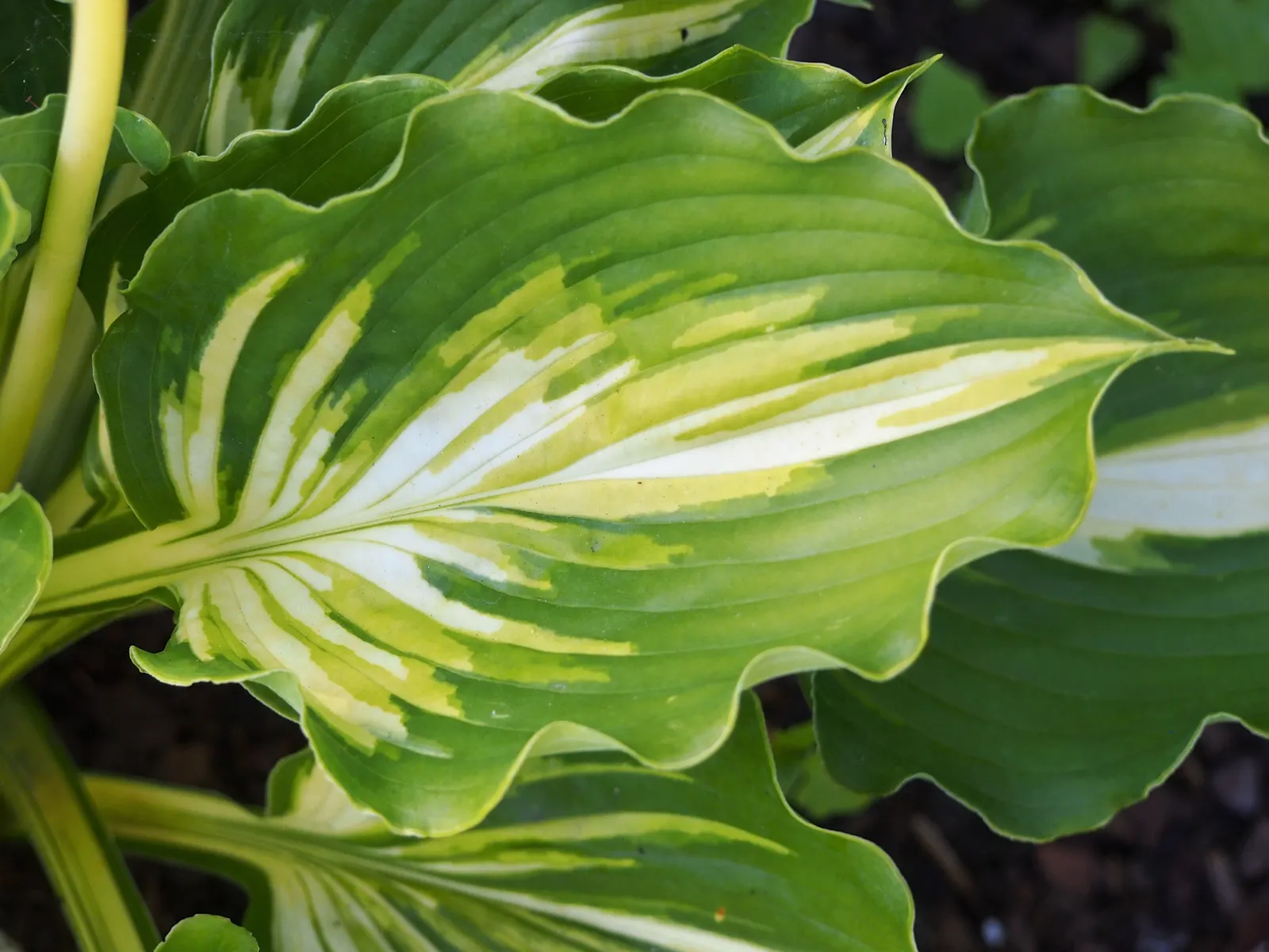 Lakeside Paisley Print Hosta (Hosta 'Lakeside Paisley Print') — It thrives in part-to-full shade and prefers well-drained soil
