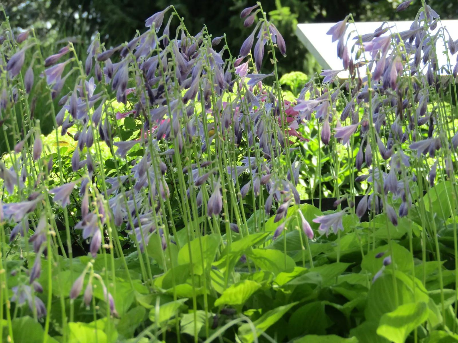 Lakeside Paisley Print Hosta (Hosta 'Lakeside Paisley Print') — it produces pale lavender flowers on stalks that rise above the foliage