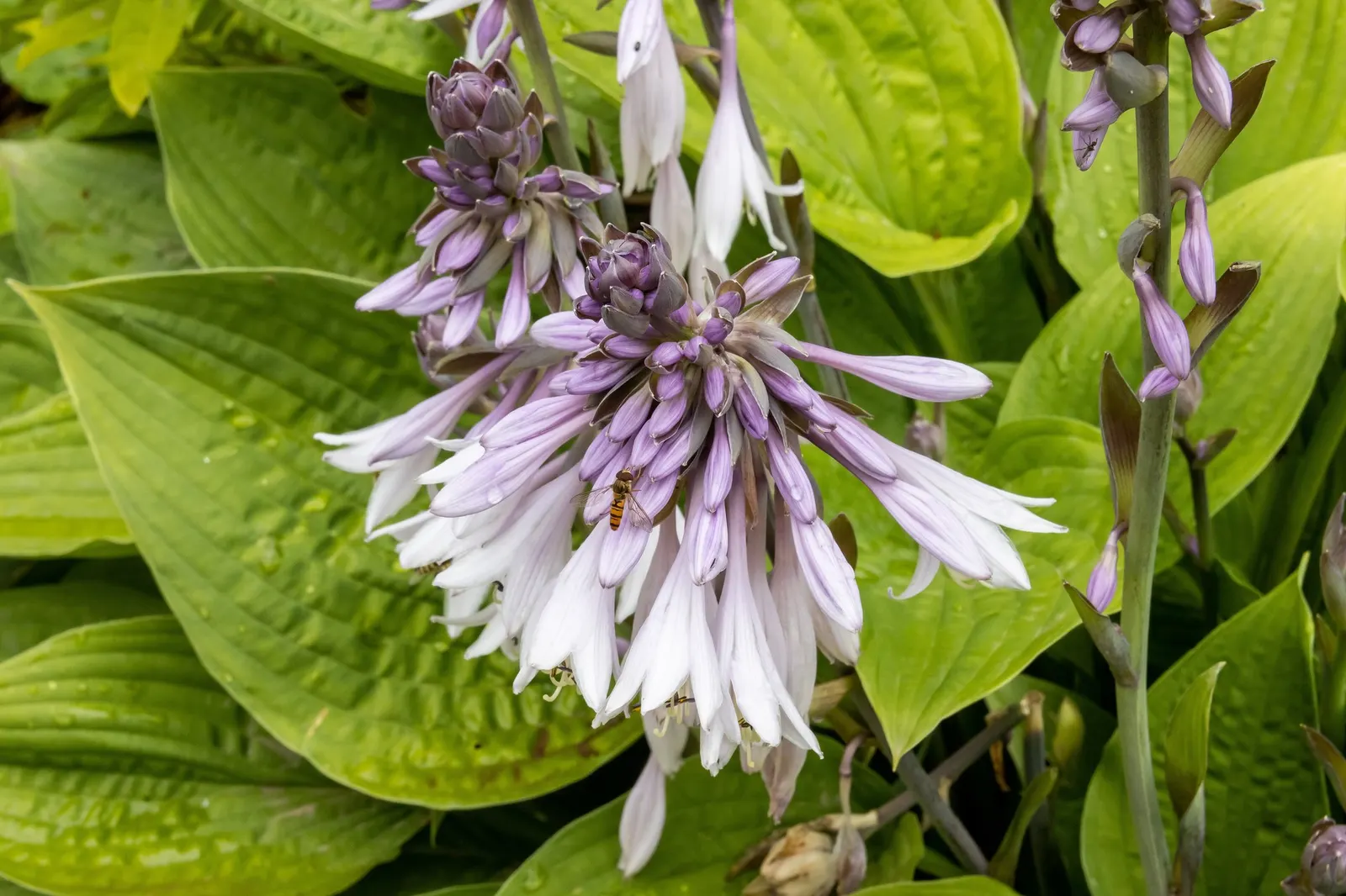 Lakeside Paisley Print Hosta (Hosta 'Lakeside Paisley Print') — it is noteworthy that this plant is relatively low-maintenance