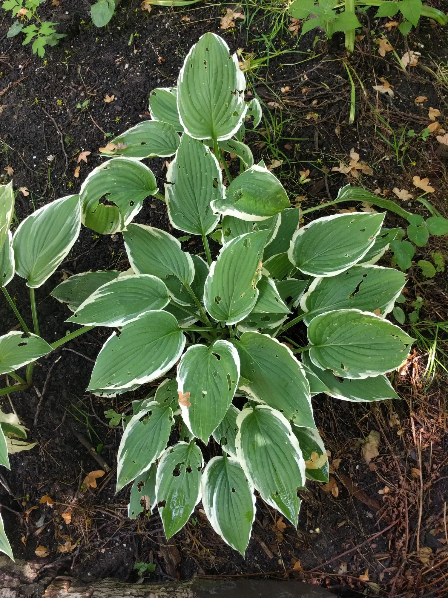 Lakeside Paisley Print Hosta (Hosta 'Lakeside Paisley Print') — it also blooms pale lavender flowers in summer