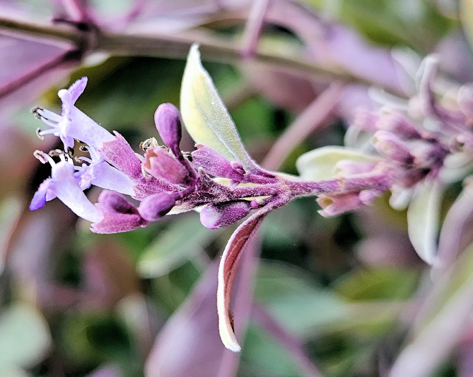 Arabian Lilac, Trifoliate Chastetre (Vitex Trifolia 'Purpurea') — This drought-tolerant, sun-loving plant requires well-drained soil and minimal maintenance