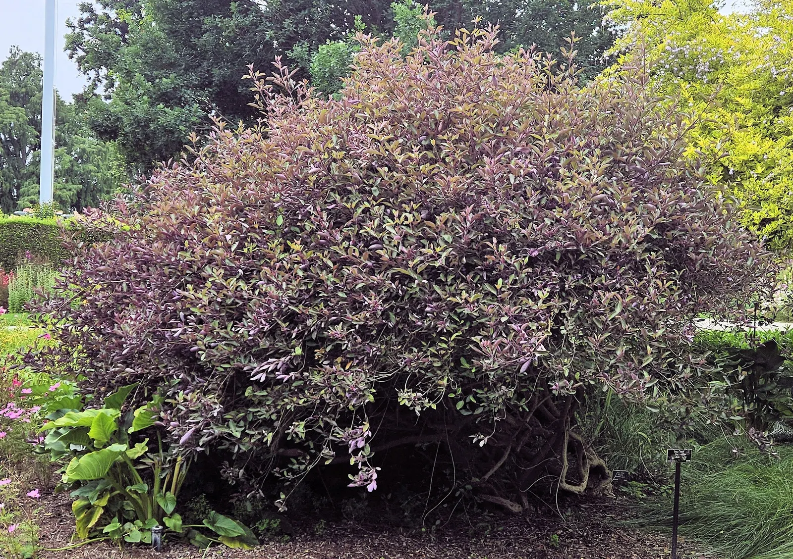 Arabian Lilac, Trifoliate Chastetre (Vitex Trifolia 'Purpurea') — commonly known as Arabian Lilac