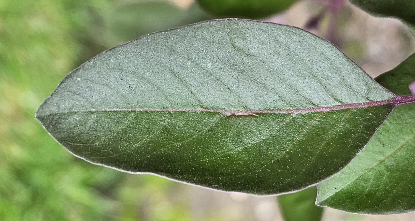 Arabian Lilac, Trifoliate Chastetre (Vitex Trifolia 'Purpurea') — grayish-purple leaves and spikes of lavender-blue flowers that bloom from summer to early fall
