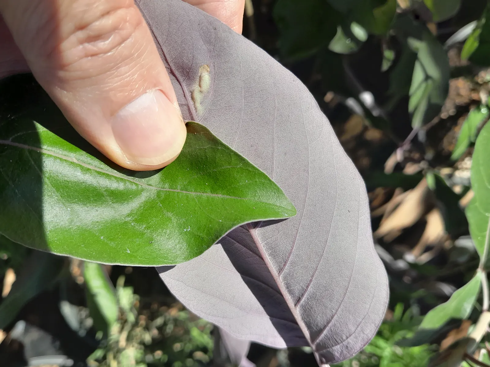 Arabian Lilac, Trifoliate Chastetre (Vitex Trifolia 'Purpurea') — scientifically referred to as Vitex trifolia \'Purpurea\'