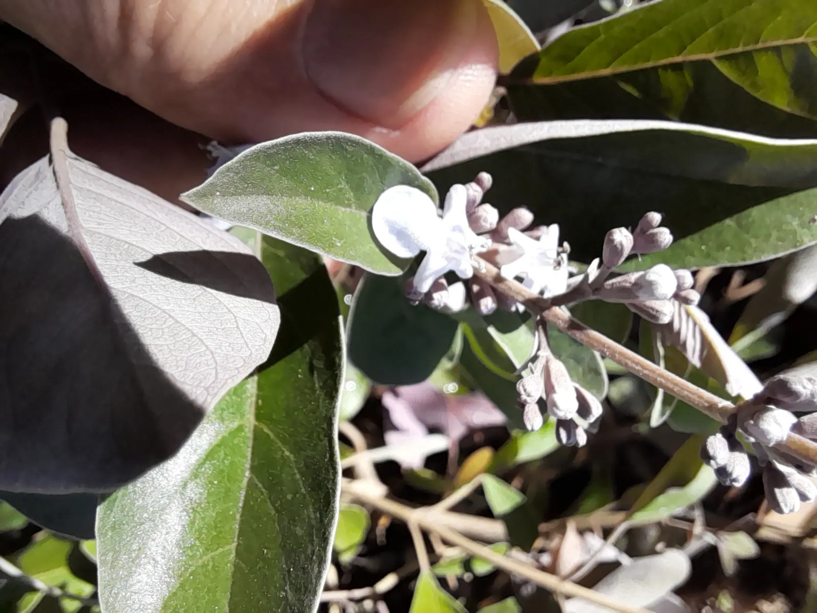 Arabian Lilac, Trifoliate Chastetre (Vitex Trifolia 'Purpurea') — it attracts pollinators while adding a touch of exotic flair to landscapes