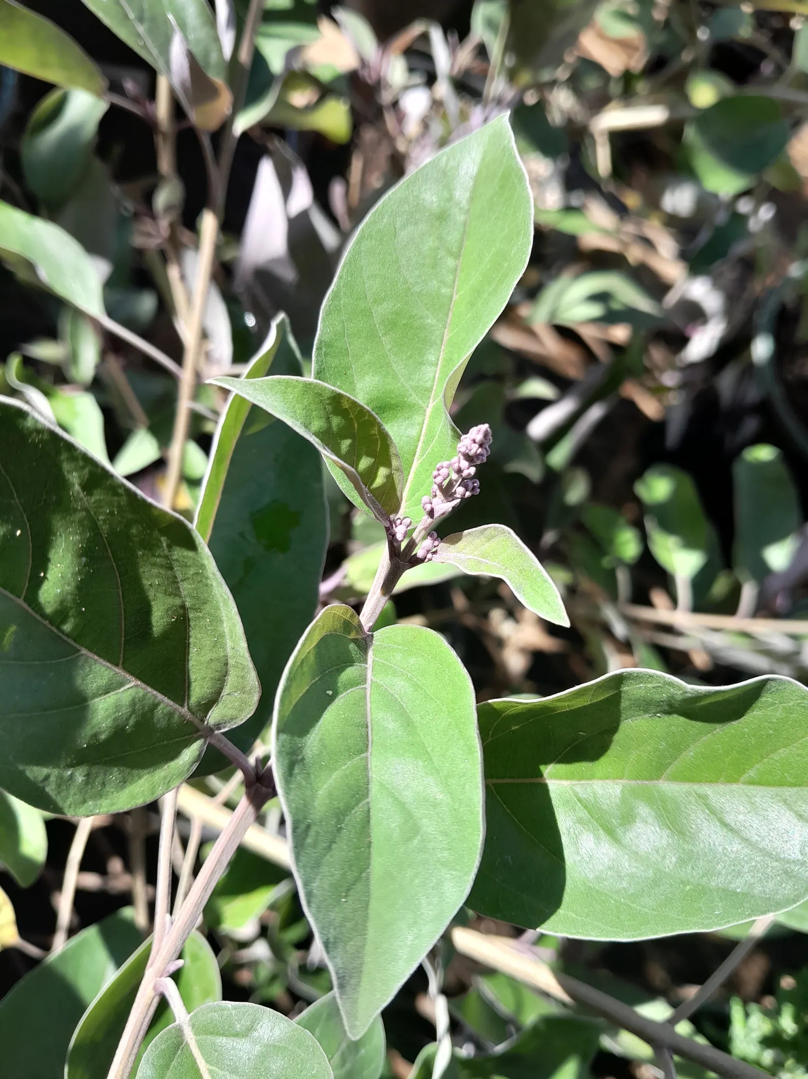 Arabian Lilac, Trifoliate Chastetre (Vitex Trifolia 'Purpurea') — Ideal for accent planting and hedges
