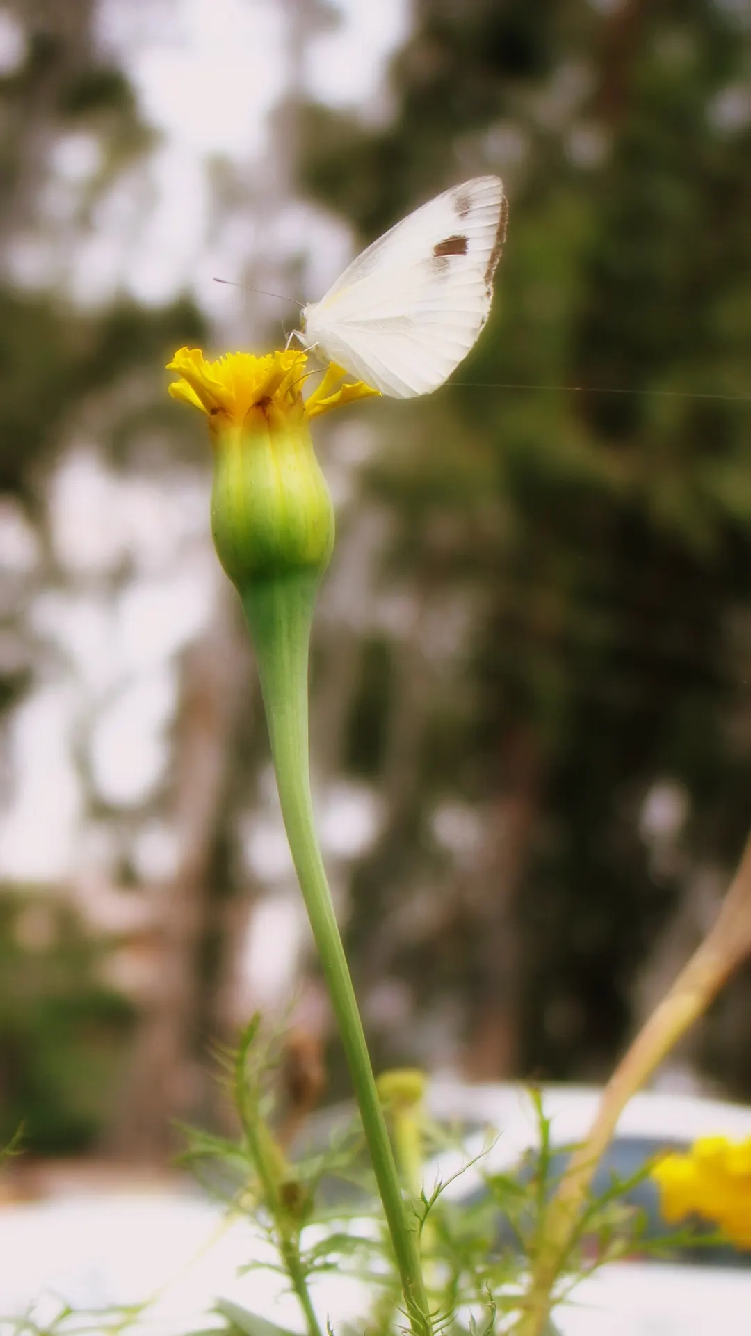 So White Butterfly Flower (Gaura Lindheimeri 'So White') — as this plant is self-cleaning