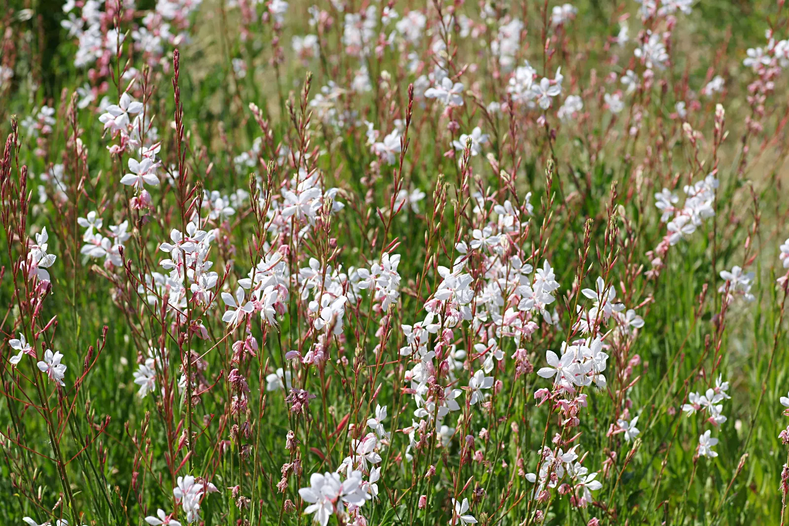 So White Butterfly Flower (Gaura Lindheimeri 'So White') — although cutting it back in late winter can promote a tidier appearance and vigorous spring growth