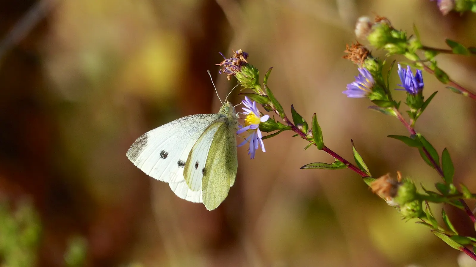So White Butterfly Flower (Gaura Lindheimeri 'So White') — With a preference for well-drained soil