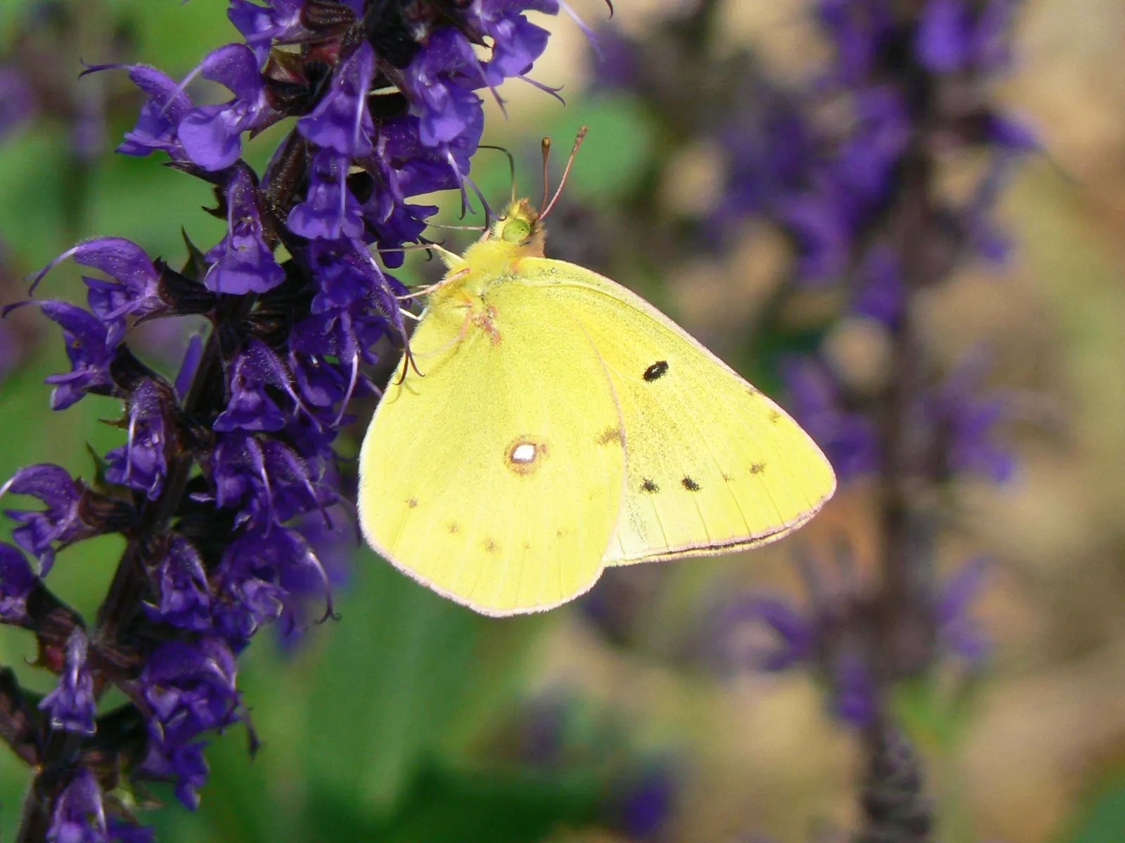 So White Butterfly Flower (Gaura Lindheimeri 'So White') — commonly referred to as the So White Butterfly Flower