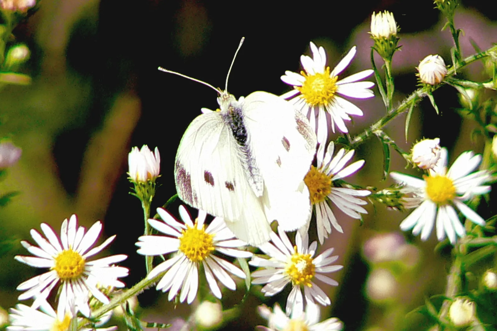 So White Butterfly Flower (Gaura Lindheimeri 'So White') — Its airy growth habit pairs beautifully with other perennials