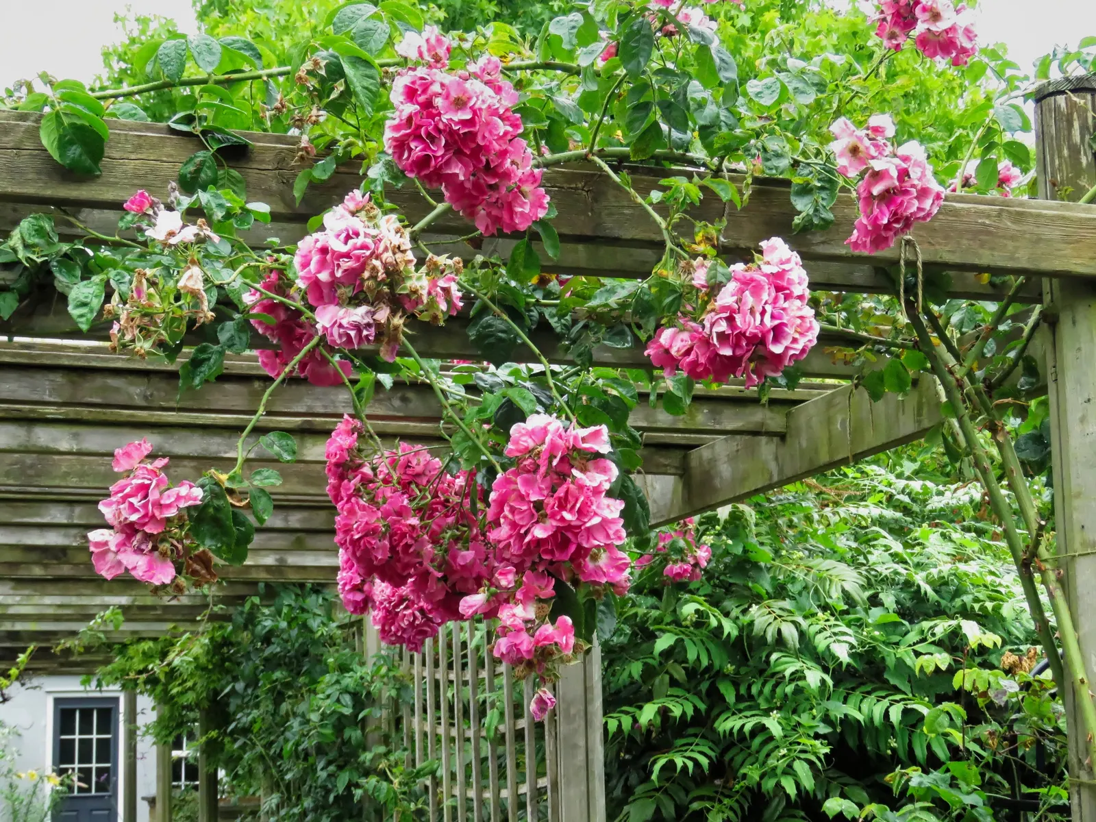 Climbing Rose (Rosa Climbing Varieties) — is an enchanting addition to any garden