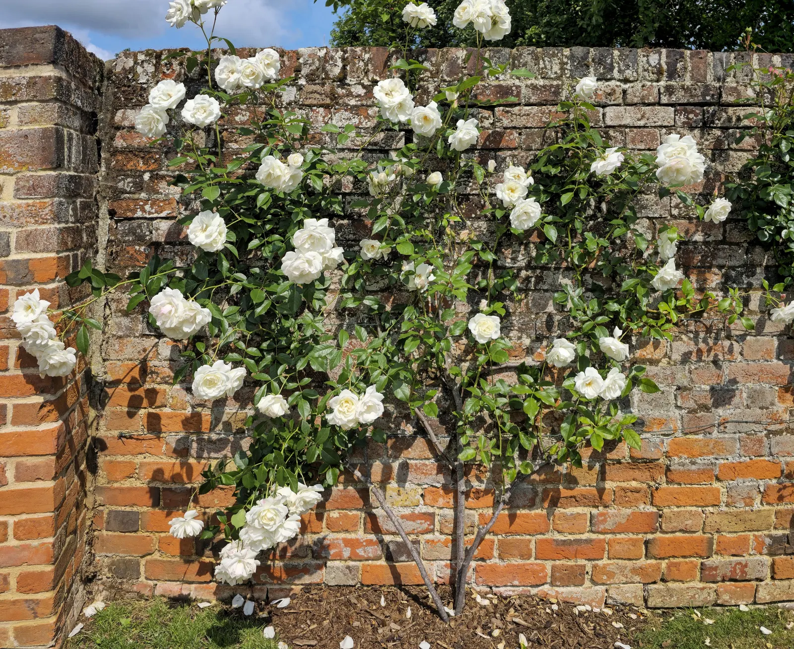 Climbing Rose (Rosa Climbing Varieties) — thus ensuring the Climbing Rose remains a picturesque and valued element in the landscape design