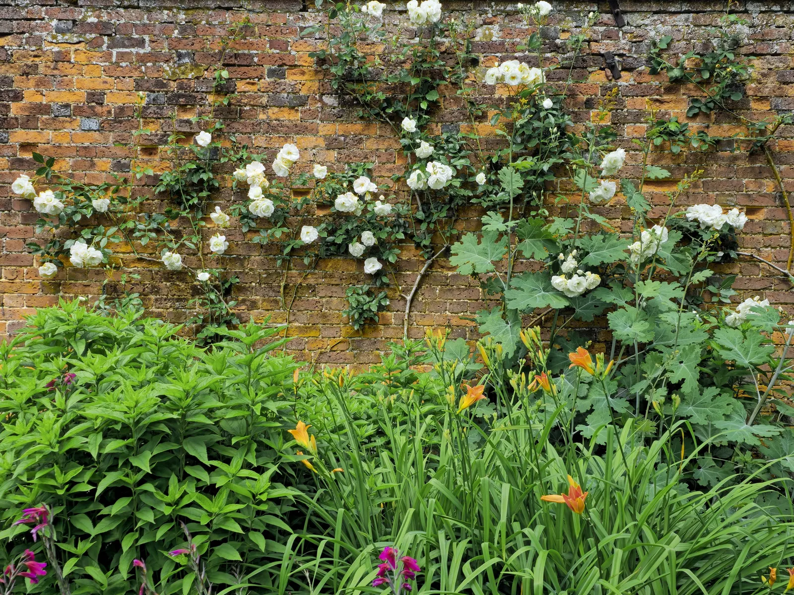 Climbing Rose (Rosa Climbing Varieties) — arching canes that reach heights up to 10-20 feet