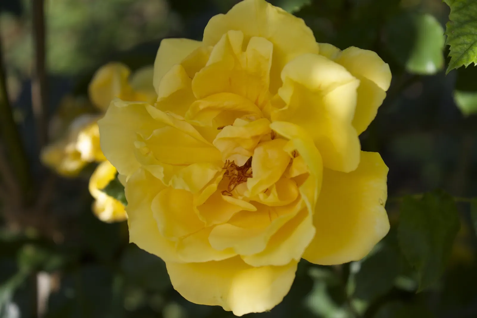 Climbing Rose (Rosa Climbing Varieties) — Pruning is essential for robust growth and bloom abundance