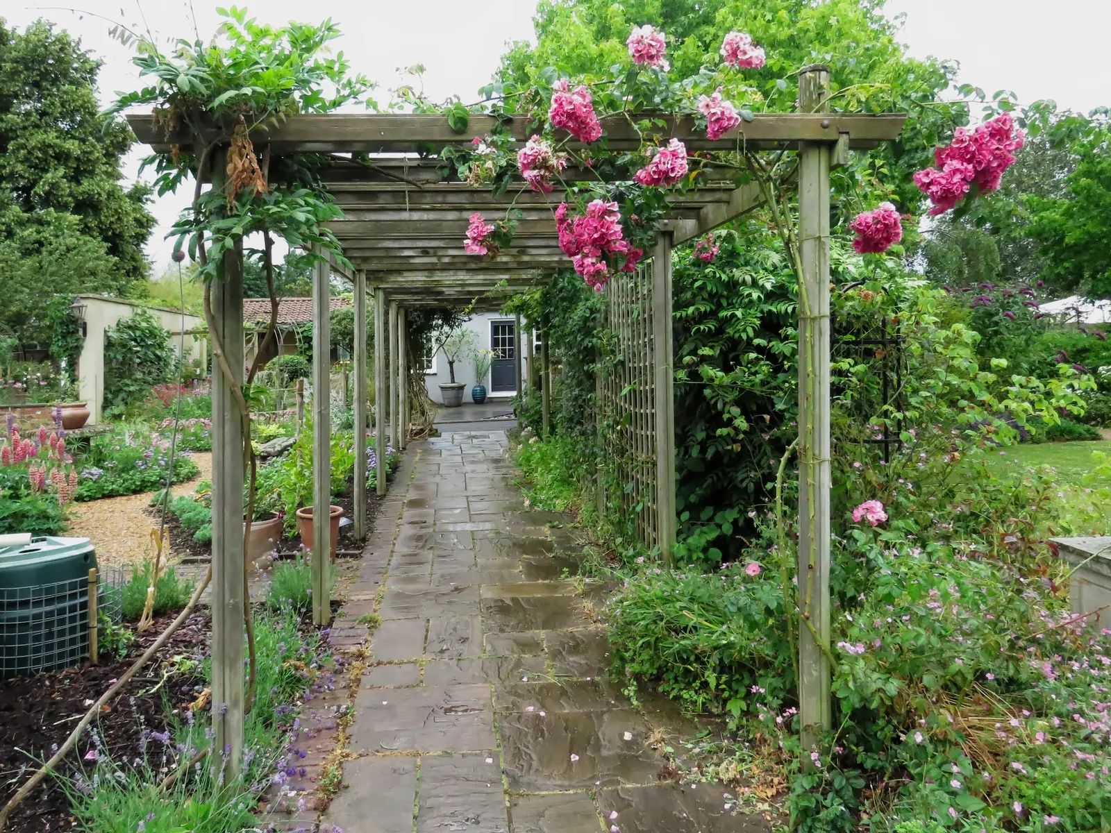 Climbing Rose (Rosa Climbing Varieties) — arching canes that need to be manually trained and tied to supports such as arbors