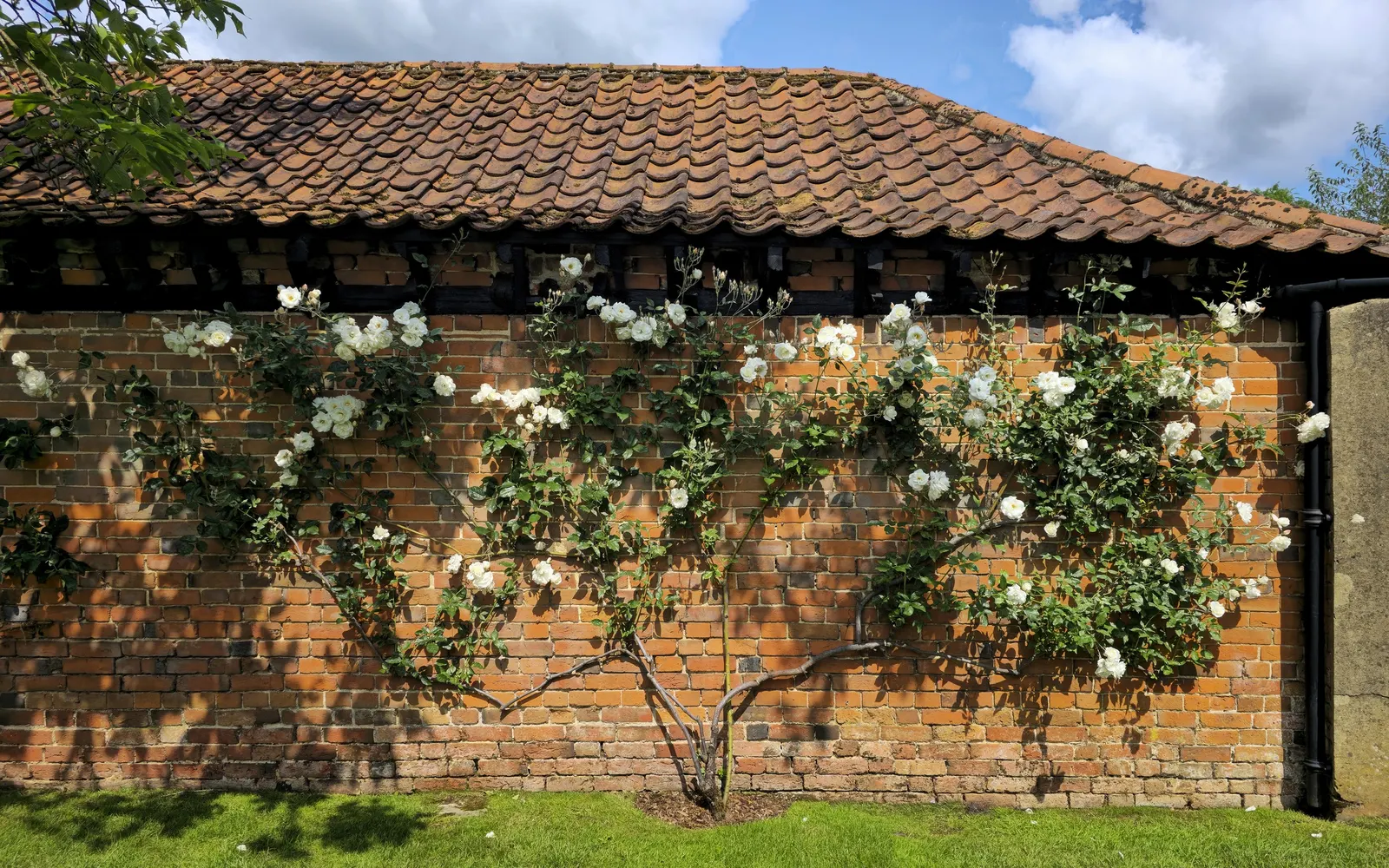 Climbing Rose (Rosa Climbing Varieties) — emitting a delightful fragrance that can vary from subtle to robust