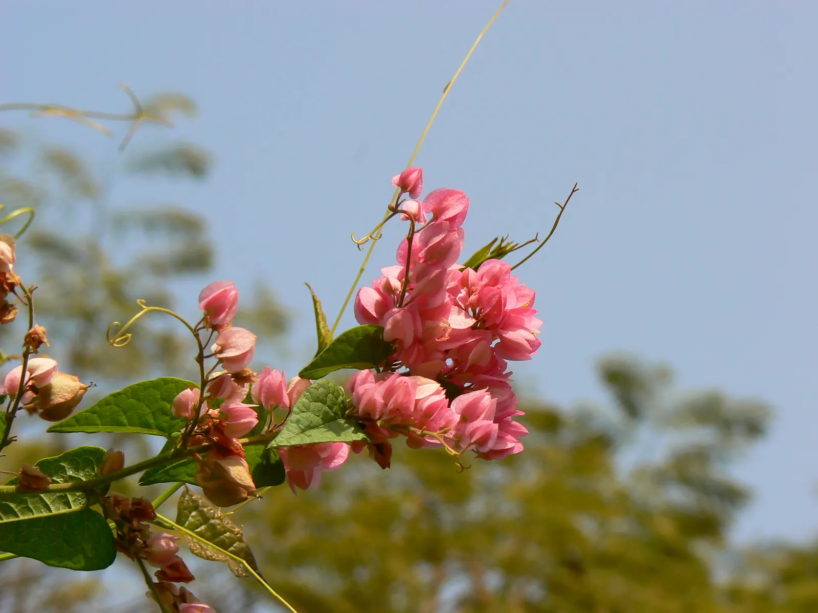 Climbing Rose (Rosa Climbing Varieties) — The Rosa Climbing varieties bring vertical beauty to gardens with their long