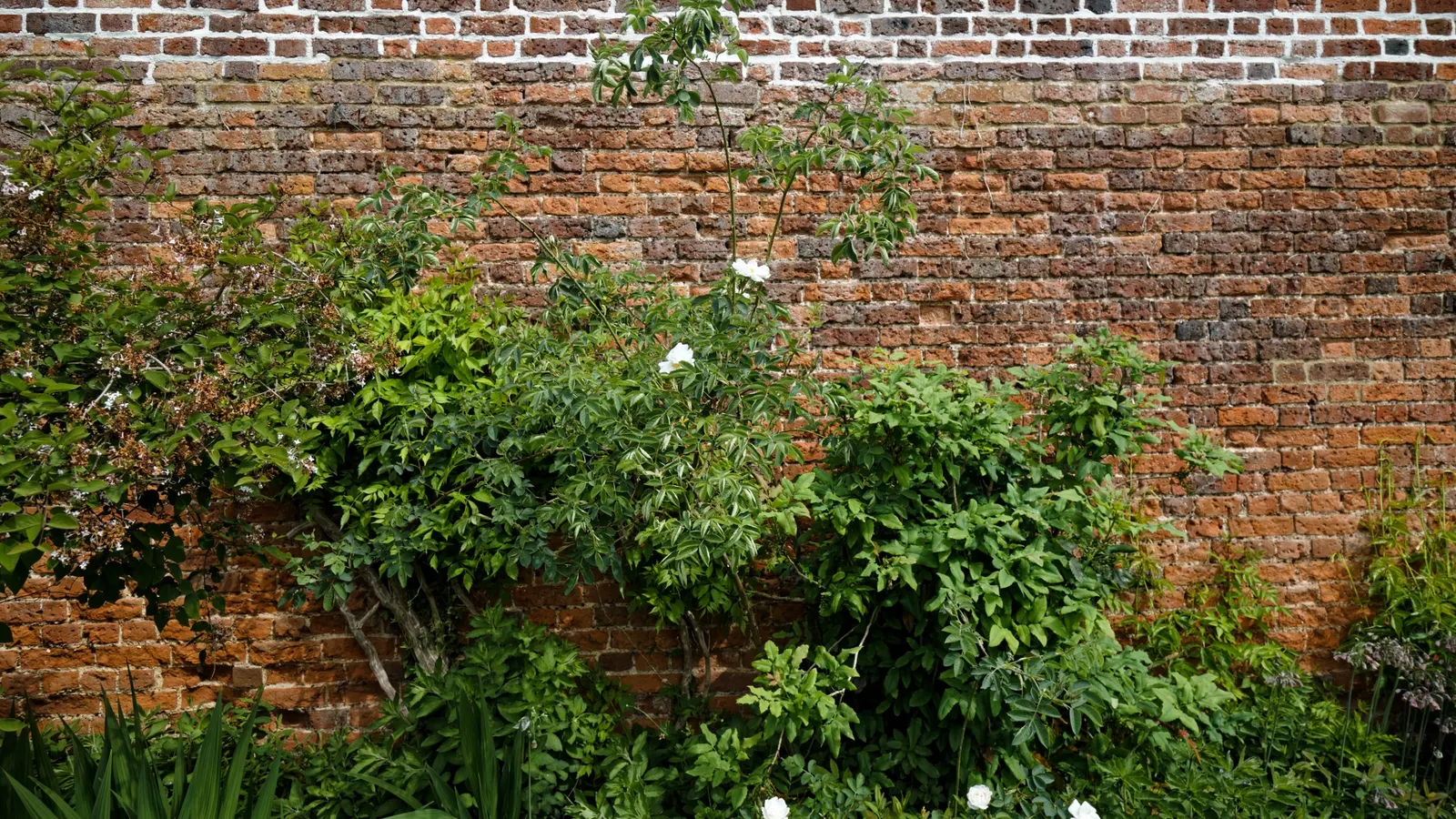 Climbing Rose (Rosa Climbing Varieties) — they bloom generously from late spring to fall
