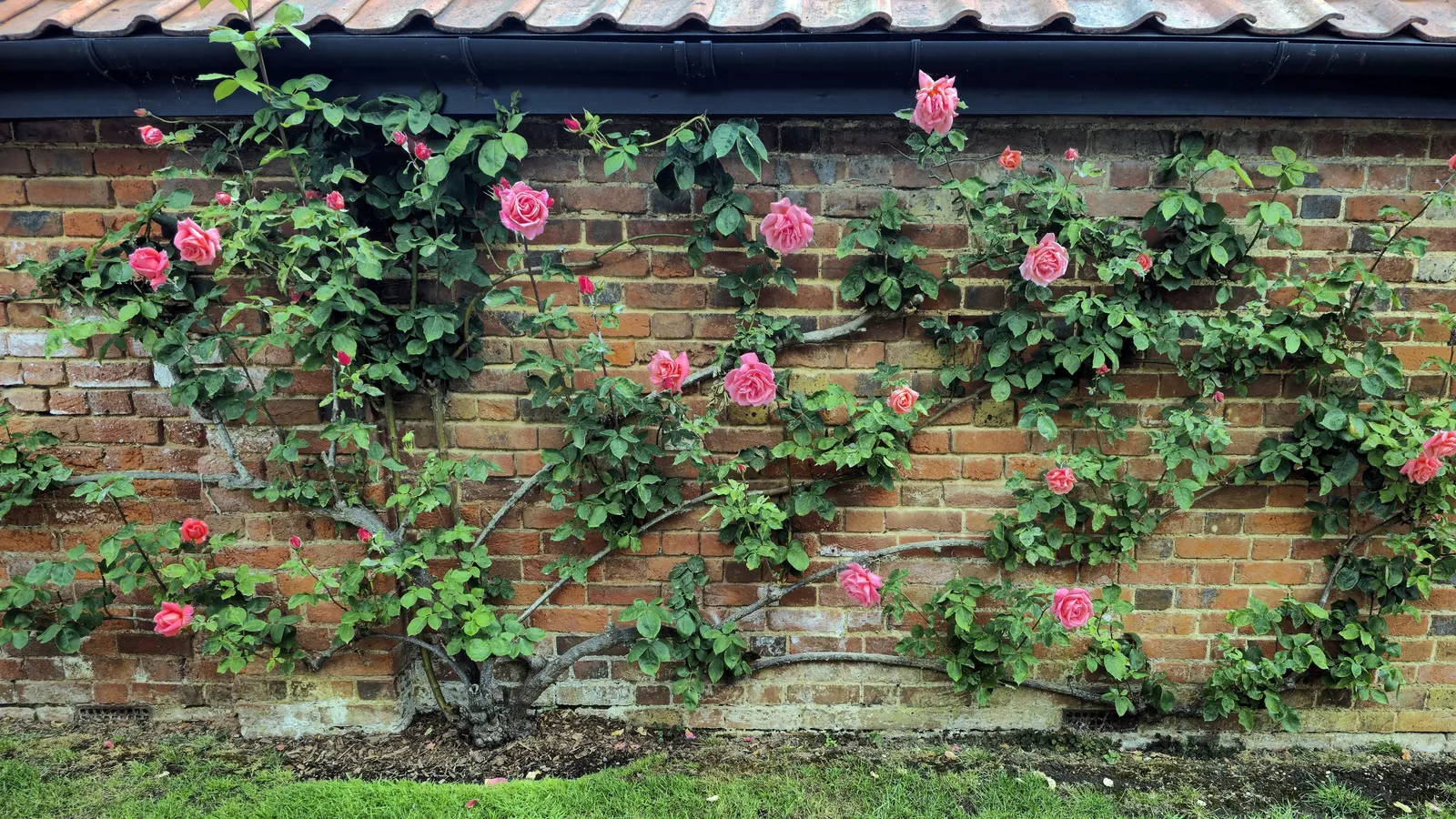 Climbing Rose (Rosa Climbing Varieties) — requiring a minimum of six hours of direct sunlight to thrive and bloom prolifically