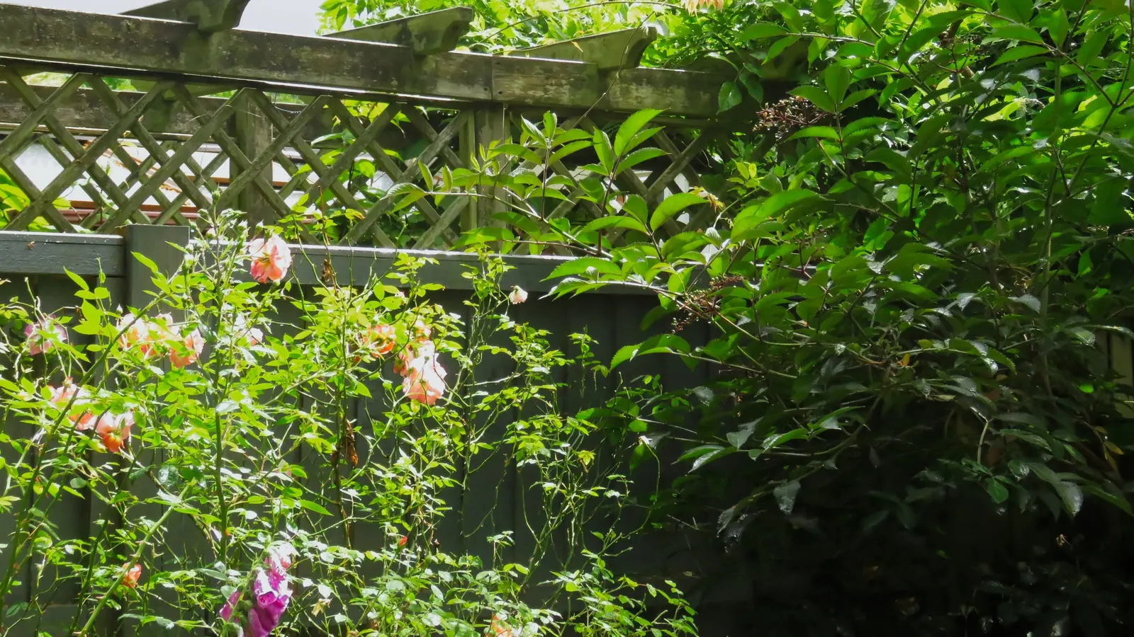 Climbing Rose (Rosa Climbing Varieties) — Hardy and enchanting, they're a timeless favorite