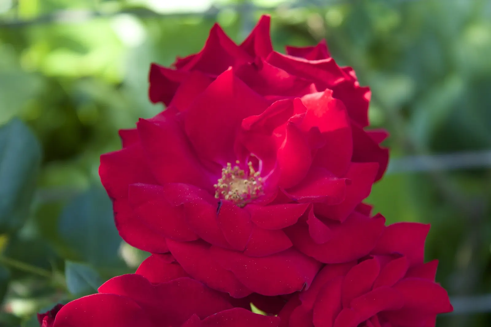 Climbing Rose (Rosa Climbing Varieties) — Ideally trained on trellises or fences