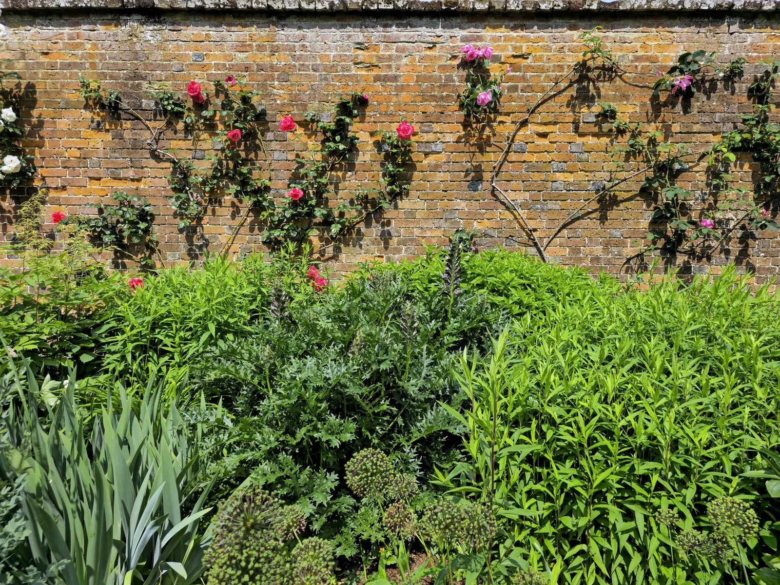 Climbing Rose (Rosa Climbing Varieties) — offering a rich palette of colors