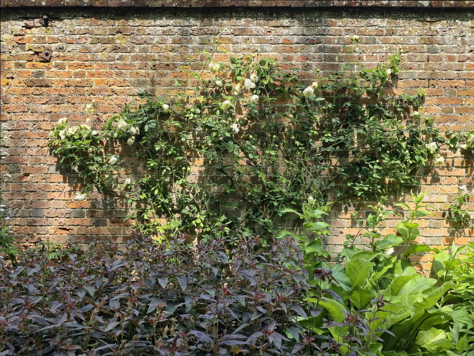 Climbing Rose (Rosa Climbing Varieties) — Sufficient air circulation is crucial to prevent common rose afflictions such as powdery mildew and black spot