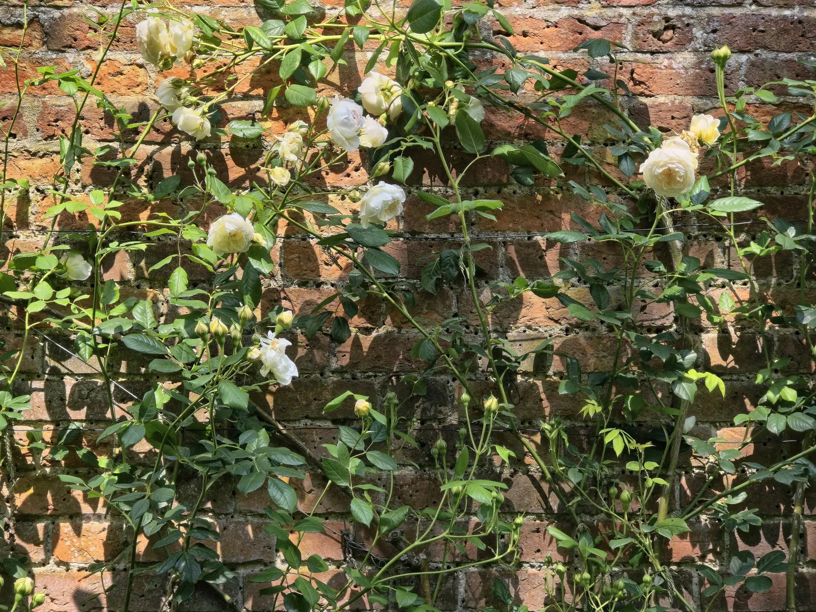 Climbing Rose (Rosa Climbing Varieties) — from soft pastels to vivid shades