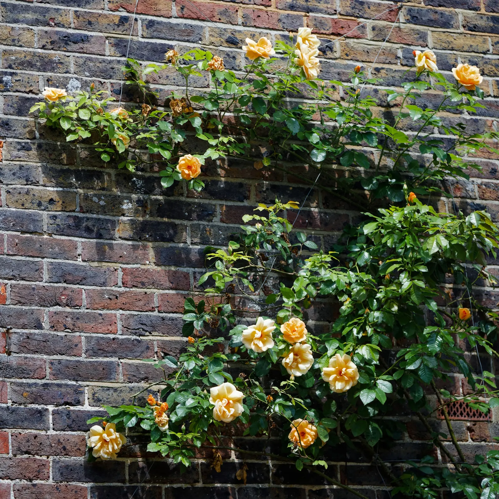 Climbing Rose (Rosa Climbing Varieties) — and a vertical splash of color that can enrich the landscape's aesthetic