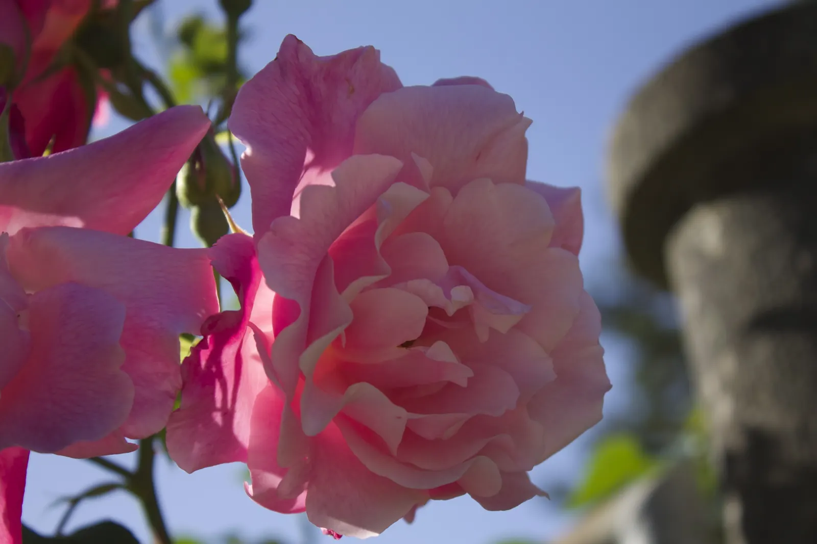Climbing Rose (Rosa Climbing Varieties) — These roses require full sun and well-drained soil, with a spacing of 4-6 feet to thrive