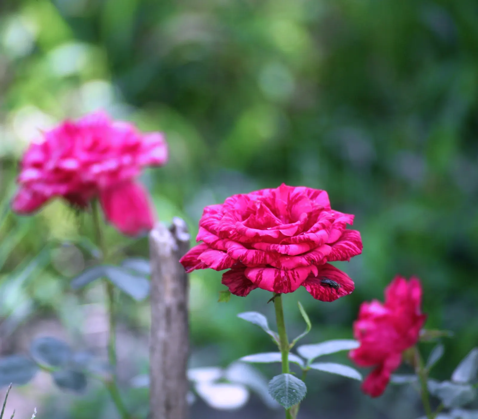 Climbing Rose (Rosa Climbing Varieties) — The flowers typically appear in flushes from late spring until fall