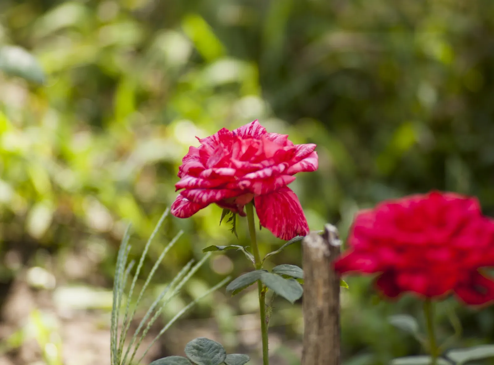 Climbing Rose (Rosa Climbing Varieties) — They generally prefer full sun exposure