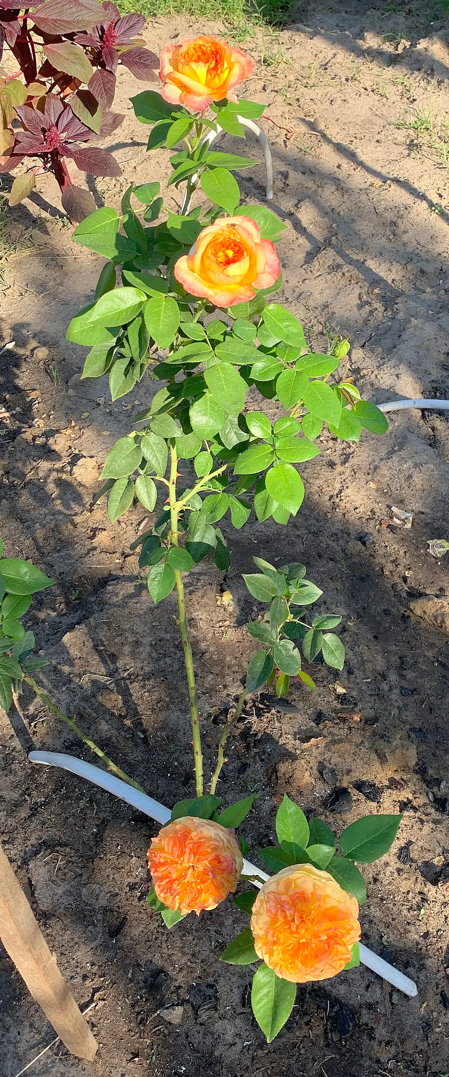 Climbing Rose (Rosa Climbing Varieties) — depending on the cultivar